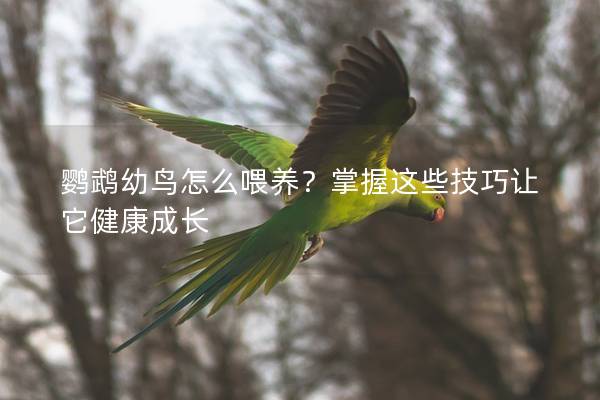 鹦鹉幼鸟怎么喂养？掌握这些技巧让它健康成长