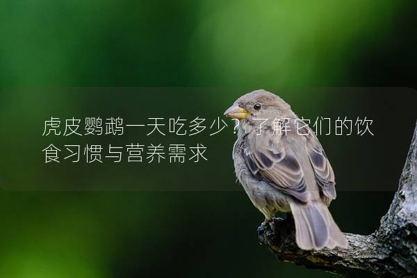 虎皮鹦鹉一天吃多少？了解它们的饮食习惯与营养需求