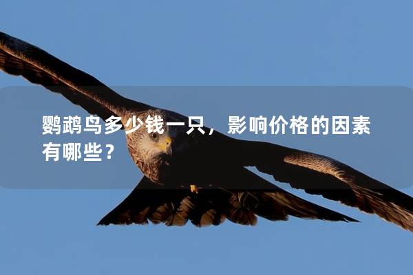 鹦鹉鸟多少钱一只，影响价格的因素有哪些？