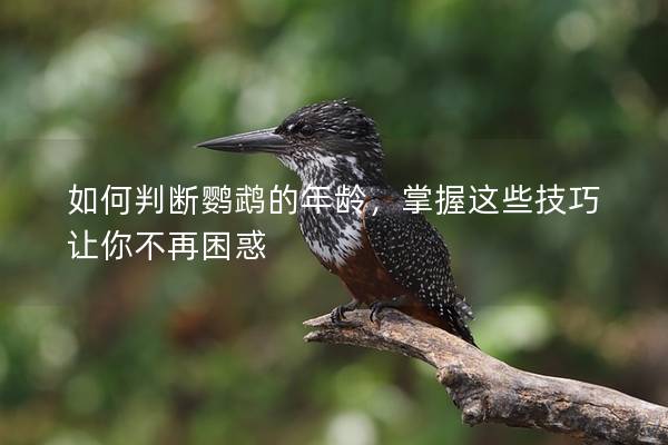 如何判断鹦鹉的年龄，掌握这些技巧让你不再困惑