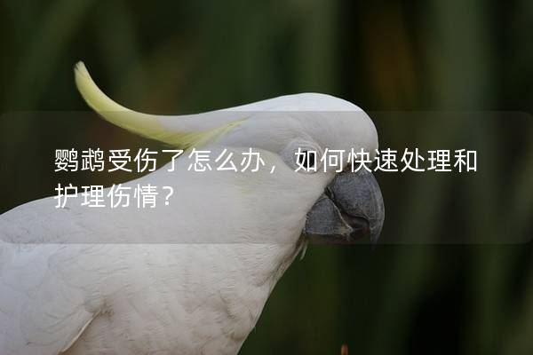 鹦鹉受伤了怎么办，如何快速处理和护理伤情？