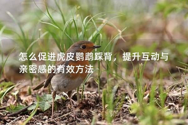 怎么促进虎皮鹦鹉踩背，提升互动与亲密感的有效方法