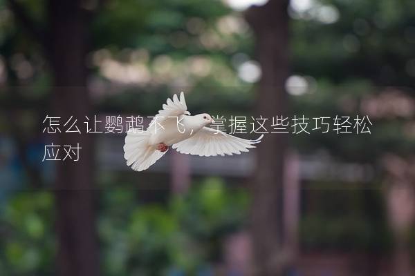 怎么让鹦鹉不飞，掌握这些技巧轻松应对
