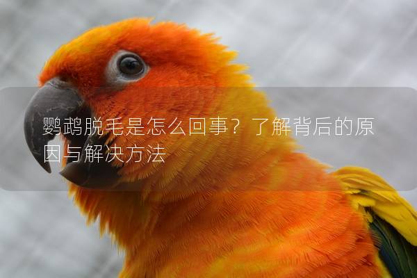 鹦鹉脱毛是怎么回事？了解背后的原因与解决方法