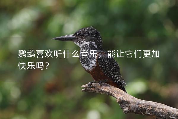 鹦鹉喜欢听什么音乐，能让它们更加快乐吗？