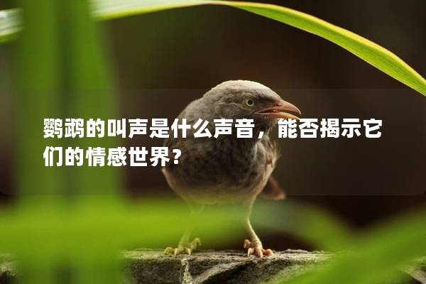 鹦鹉的叫声是什么声音，能否揭示它们的情感世界？