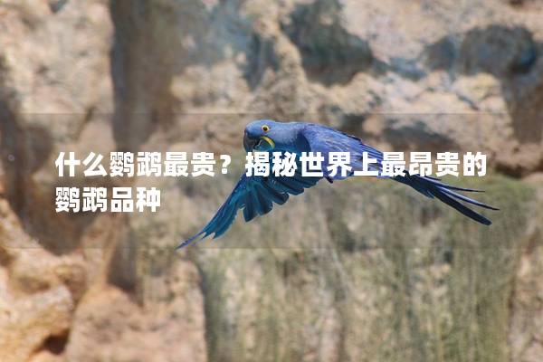 什么鹦鹉最贵？揭秘世界上最昂贵的鹦鹉品种