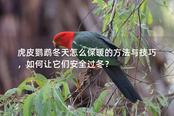 虎皮鹦鹉冬天怎么保暖的方法与技巧，如何让它们安全过冬？