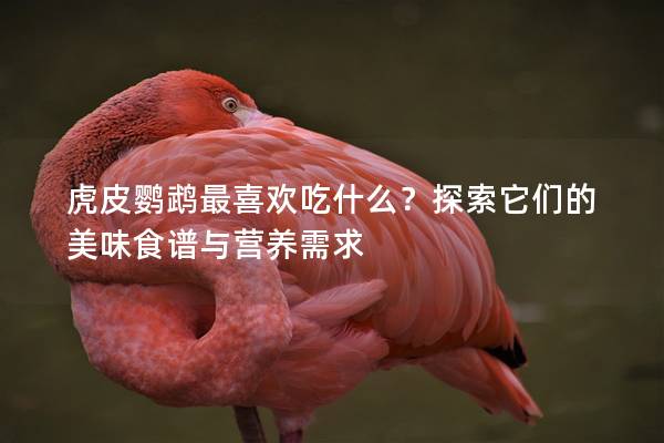 虎皮鹦鹉最喜欢吃什么？探索它们的美味食谱与营养需求