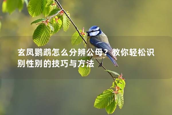 玄凤鹦鹉怎么分辨公母？教你轻松识别性别的技巧与方法