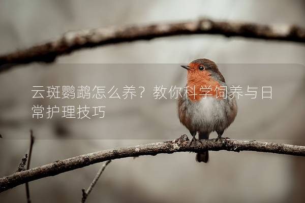 云斑鹦鹉怎么养？教你科学饲养与日常护理技巧