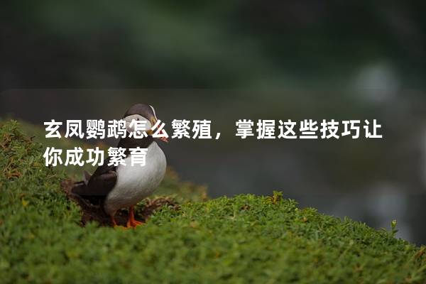 玄凤鹦鹉怎么繁殖，掌握这些技巧让你成功繁育
