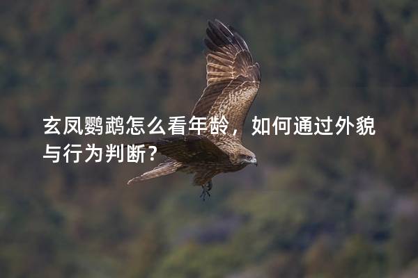 玄凤鹦鹉怎么看年龄，如何通过外貌与行为判断？