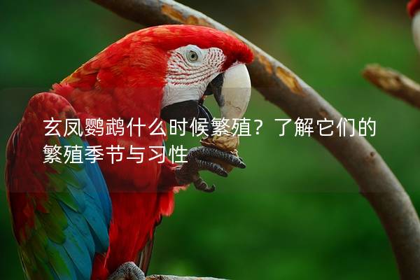 玄凤鹦鹉什么时候繁殖？了解它们的繁殖季节与习性