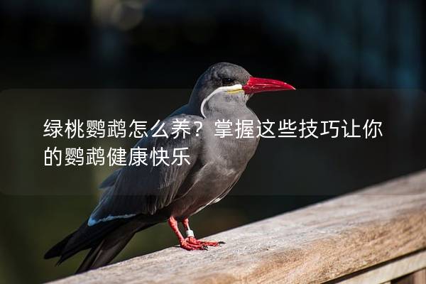 绿桃鹦鹉怎么养？掌握这些技巧让你的鹦鹉健康快乐
