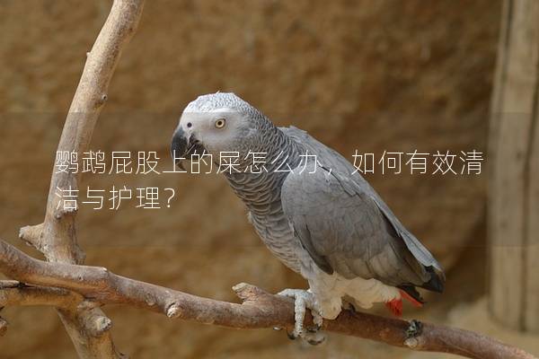 鹦鹉屁股上的屎怎么办，如何有效清洁与护理？