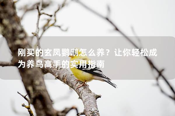 刚买的玄凤鹦鹉怎么养？让你轻松成为养鸟高手的实用指南