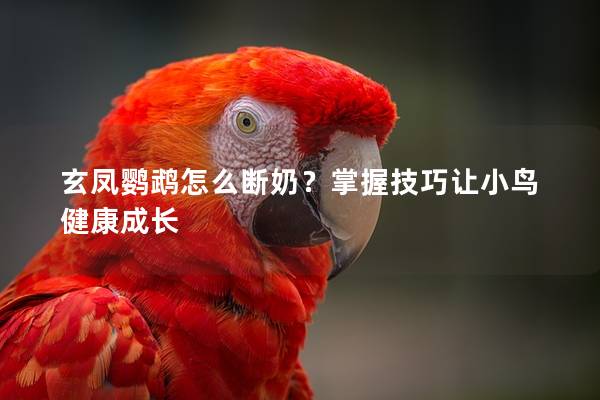 玄凤鹦鹉怎么断奶？掌握技巧让小鸟健康成长