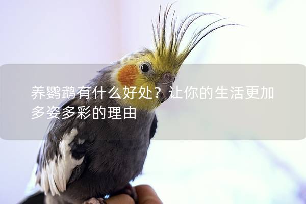 养鹦鹉有什么好处？让你的生活更加多姿多彩的理由