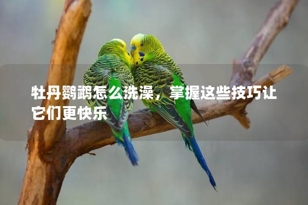 牡丹鹦鹉怎么洗澡，掌握这些技巧让它们更快乐