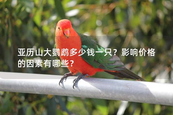 亚历山大鹦鹉多少钱一只？影响价格的因素有哪些？