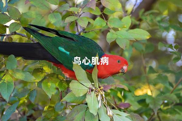 鸟心肌病