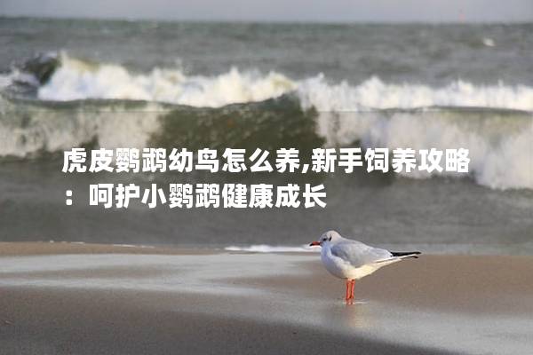 虎皮鹦鹉幼鸟怎么养,新手饲养攻略：呵护小鹦鹉健康成长