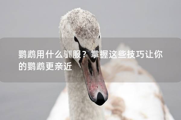 鹦鹉用什么驯服？掌握这些技巧让你的鹦鹉更亲近