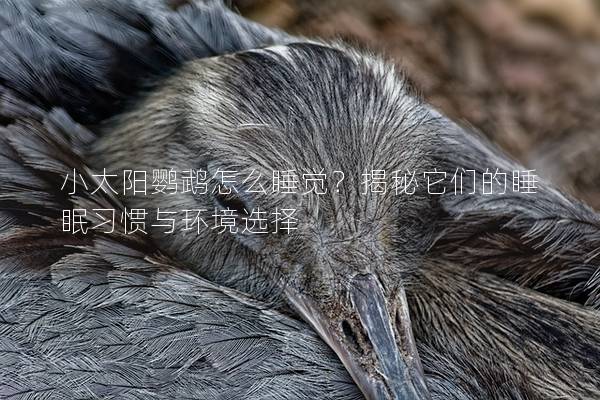 小太阳鹦鹉怎么睡觉？揭秘它们的睡眠习惯与环境选择