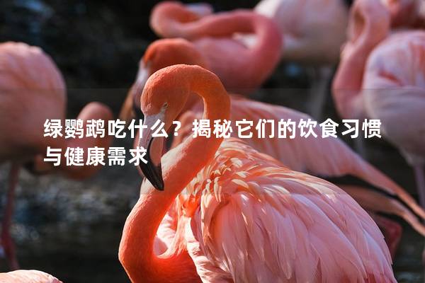绿鹦鹉吃什么？揭秘它们的饮食习惯与健康需求