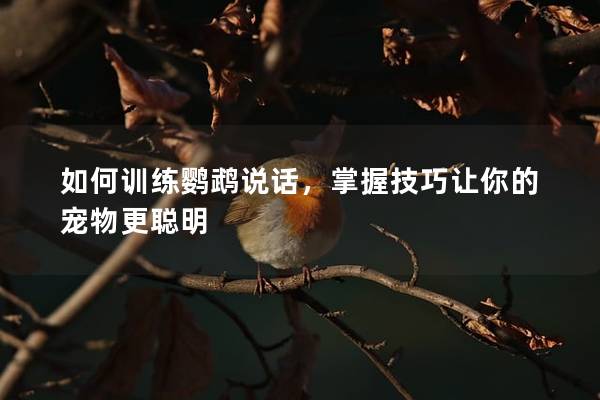如何训练鹦鹉说话，掌握技巧让你的宠物更聪明