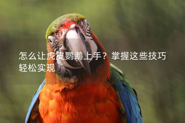 怎么让虎皮鹦鹉上手？掌握这些技巧轻松实现