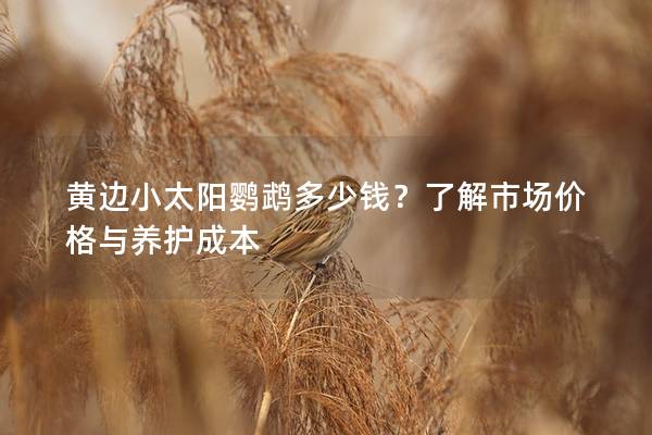 黄边小太阳鹦鹉多少钱？了解市场价格与养护成本