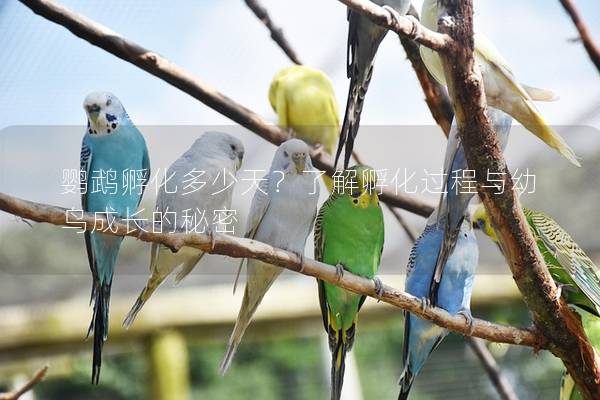 鹦鹉孵化多少天？了解孵化过程与幼鸟成长的秘密