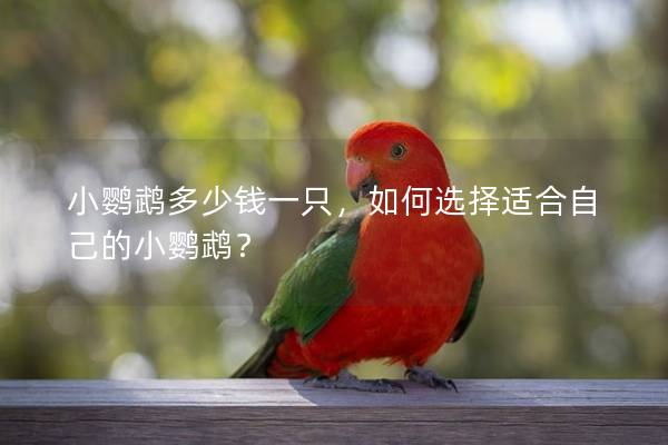 小鹦鹉多少钱一只，如何选择适合自己的小鹦鹉？