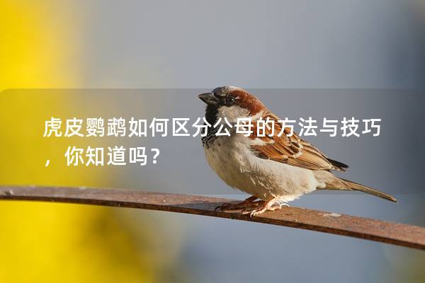 虎皮鹦鹉如何区分公母的方法与技巧，你知道吗？