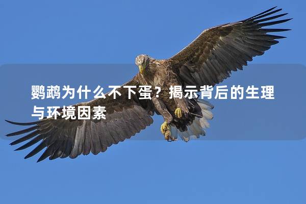 鹦鹉为什么不下蛋？揭示背后的生理与环境因素