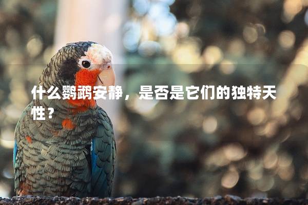 什么鹦鹉安静，是否是它们的独特天性？