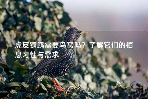 虎皮鹦鹉需要鸟窝吗？了解它们的栖息习性与需求