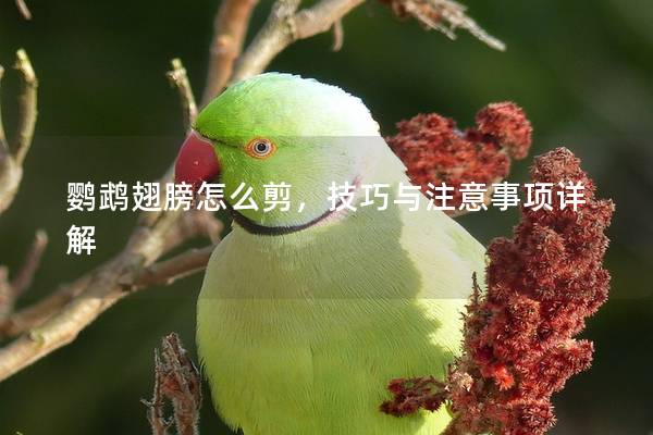 鹦鹉翅膀怎么剪，技巧与注意事项详解