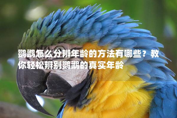 鹦鹉怎么分辨年龄的方法有哪些？教你轻松辨别鹦鹉的真实年龄