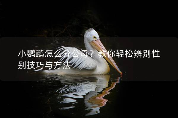 小鹦鹉怎么分公母？教你轻松辨别性别技巧与方法