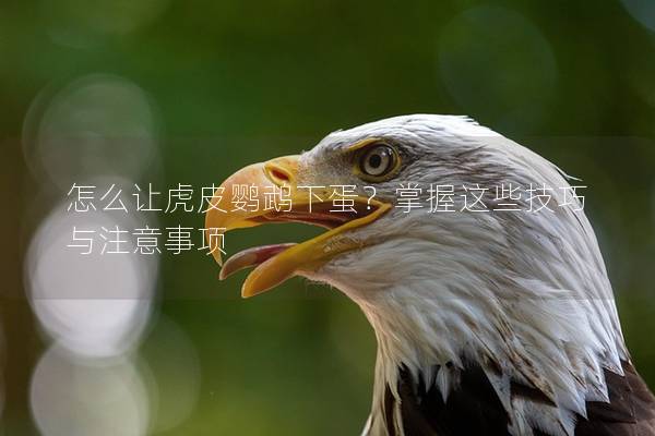 怎么让虎皮鹦鹉下蛋？掌握这些技巧与注意事项