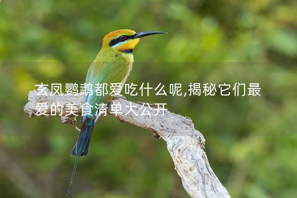 玄凤鹦鹉都爱吃什么呢,揭秘它们最爱的美食清单大公开