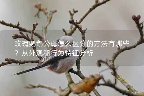 玫瑰鹦鹉公母怎么区分的方法有哪些？从外观和行为特征分析