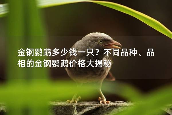 金钢鹦鹉多少钱一只？不同品种、品相的金钢鹦鹉价格大揭秘