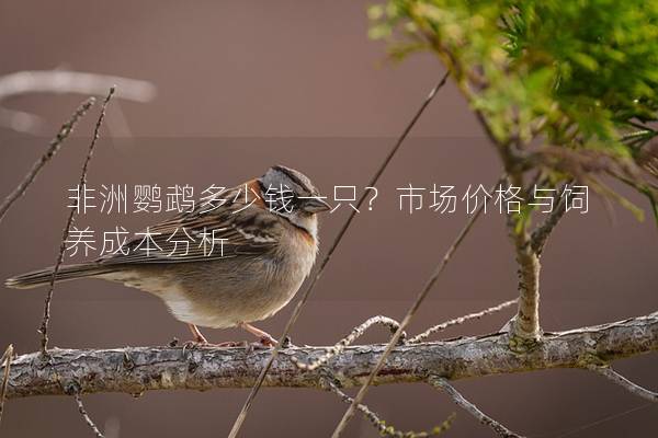 非洲鹦鹉多少钱一只？市场价格与饲养成本分析