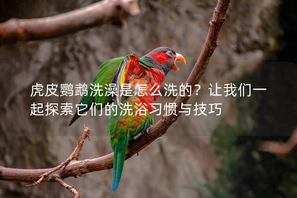 虎皮鹦鹉洗澡是怎么洗的？让我们一起探索它们的洗浴习惯与技巧