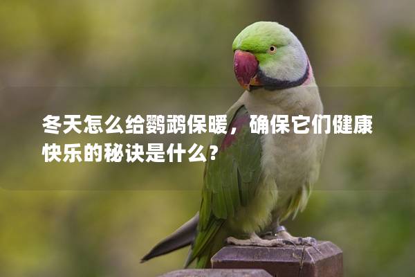 冬天怎么给鹦鹉保暖，确保它们健康快乐的秘诀是什么？