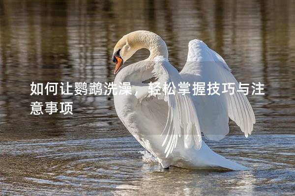 如何让鹦鹉洗澡，轻松掌握技巧与注意事项